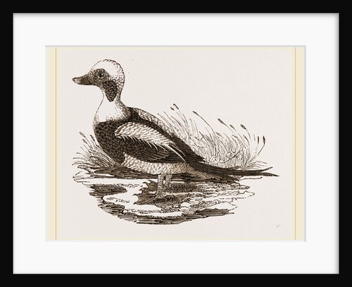 Long-tailed Duck Male by Anonymous