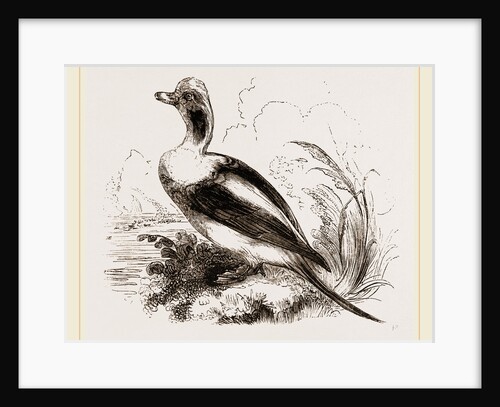 Long-tailed Duck Male by Anonymous