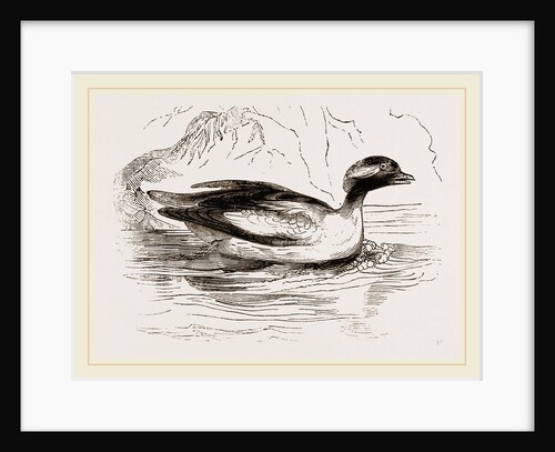 Spirit-Duck Male by Anonymous