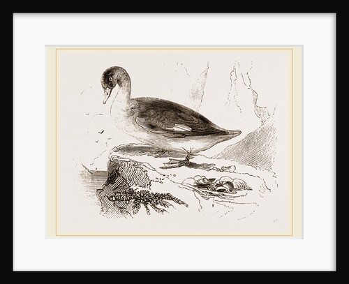 Spirit-Duck Female by Anonymous