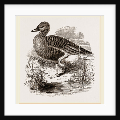 Beau Goose by Anonymous