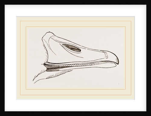 Bill of Egyptian Goose by Anonymous