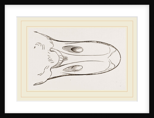 Bill of Egyptian Goose by Anonymous