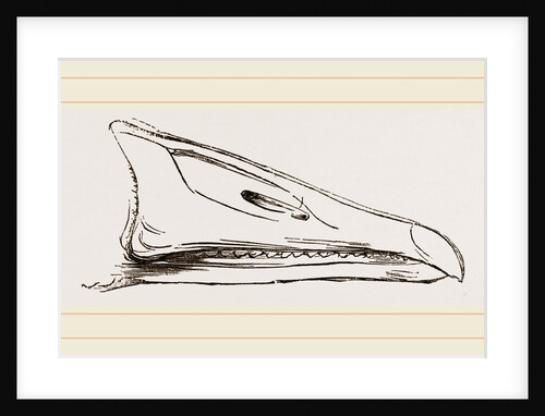 Bill of Grey-lag Goose by Anonymous