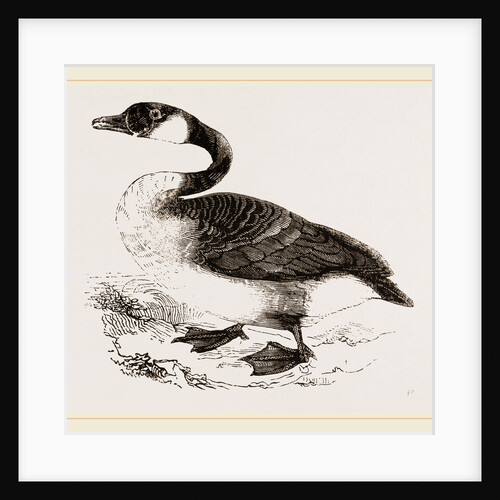 Canada Goose by Anonymous