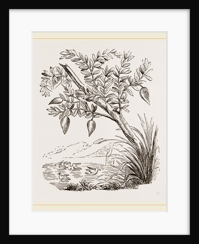 Bernicle Goose-tree by Anonymous