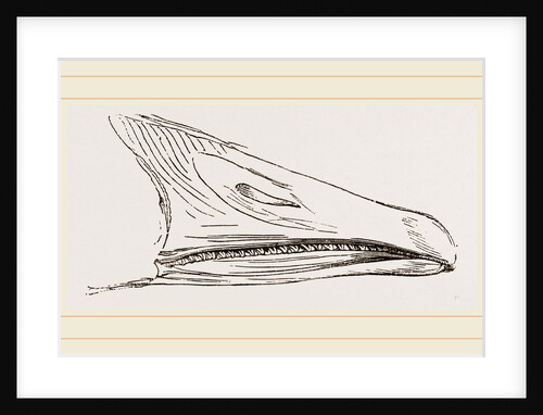 Bill of Snow Goose by Anonymous