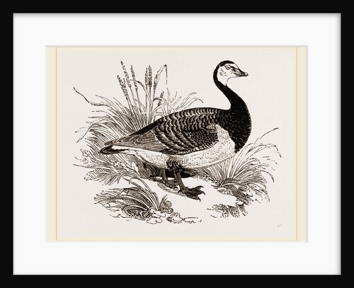 Bernicle Goose by Anonymous