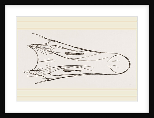 Bill of Snow Goose by Anonymous