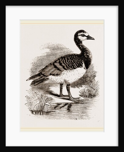 Bernicle Goose by Anonymous