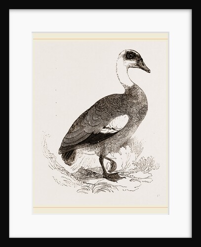 Egyptian Goose by Anonymous