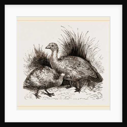 Cereopsis Geese by Anonymous