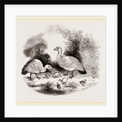 Cereopsis Geese and Young by Anonymous
