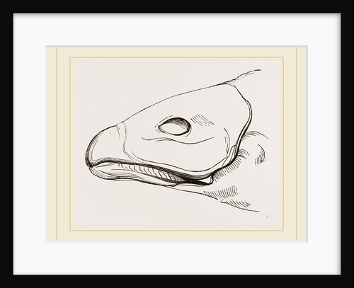 Bill of Cereopsis Goose by Anonymous