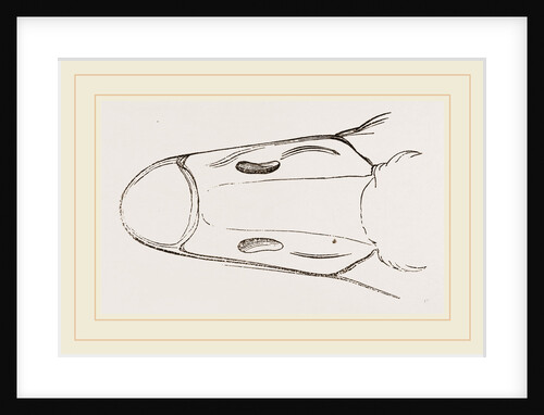Bill of Cereopsis Goose by Anonymous