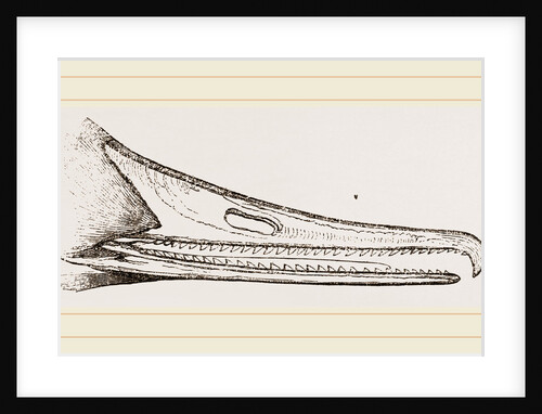 Bill of Merganser by Anonymous