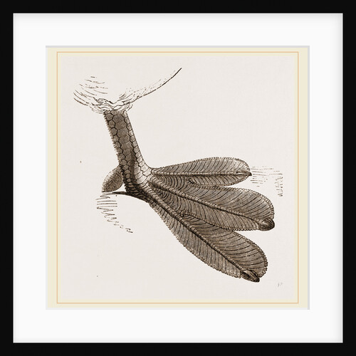 Foot of Grebe by Anonymous