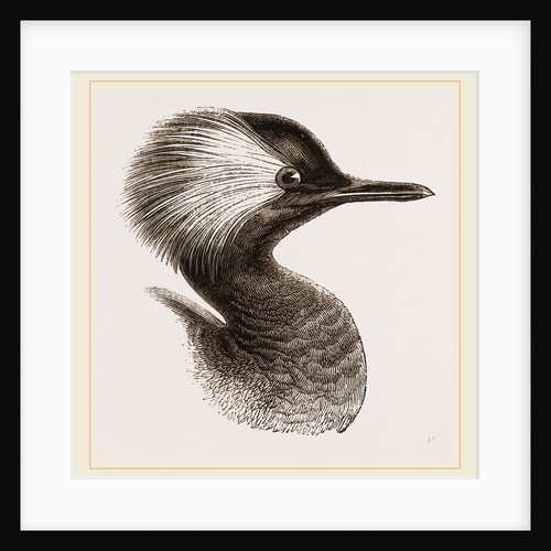 Head of Grebe by Anonymous