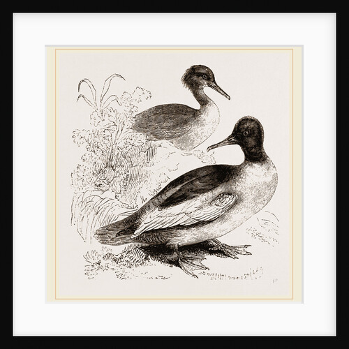 Goosanders by Anonymous
