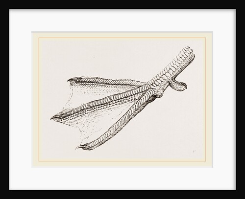 Foot of Merganser by Anonymous