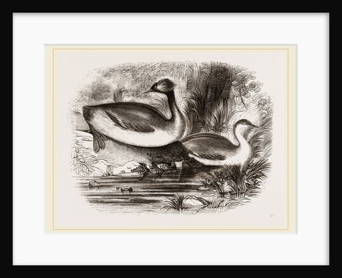 Eared Grebes by Anonymous