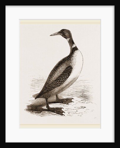 Northern Diver by Anonymous