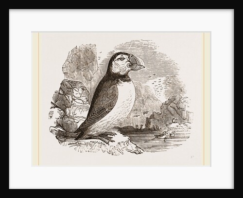 Puffin by Anonymous