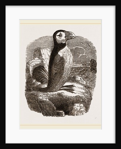 Puffin by Anonymous