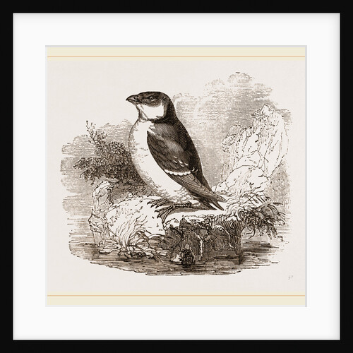 Little Auk by Anonymous