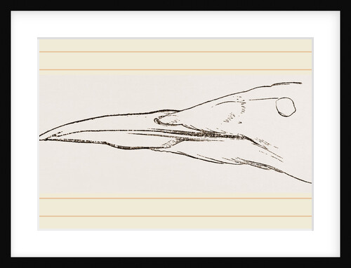 Bill of Guillemot by Anonymous