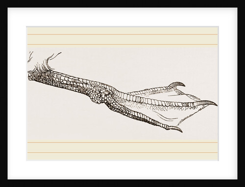 Foot of Guillemot by Anonymous