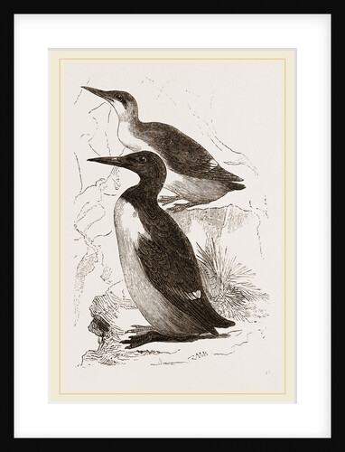 Foolish Guillemots by Anonymous