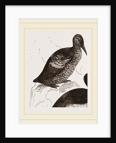 Black Guillemot by Anonymous