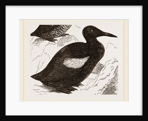 Black Guillemot by Anonymous