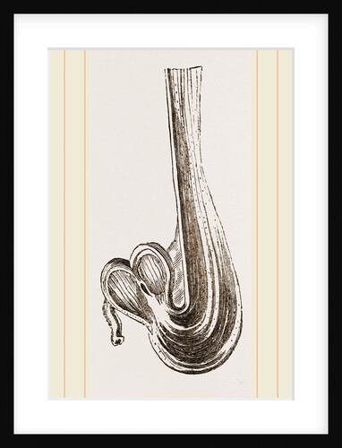 Gizzard of Little Auk by Anonymous
