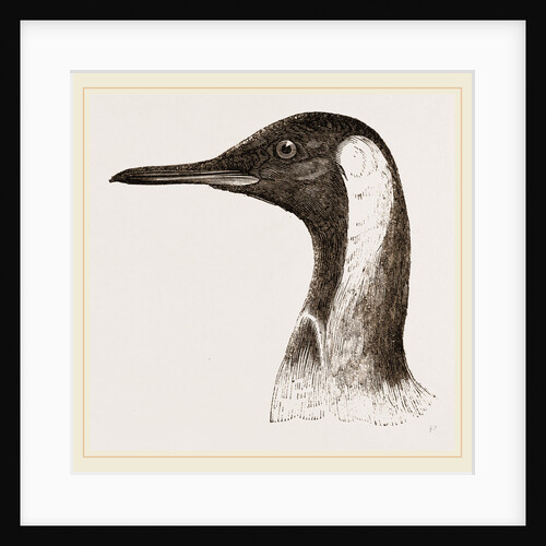 Head of King Penguin by Anonymous