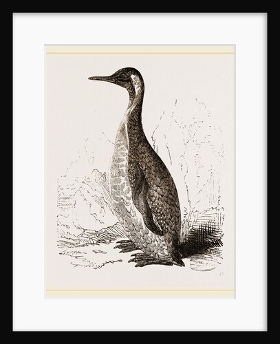 Patagonian Penguin by Anonymous