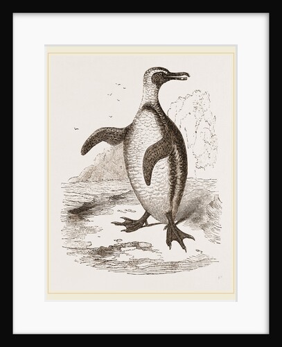 Jackass Penguin by Anonymous