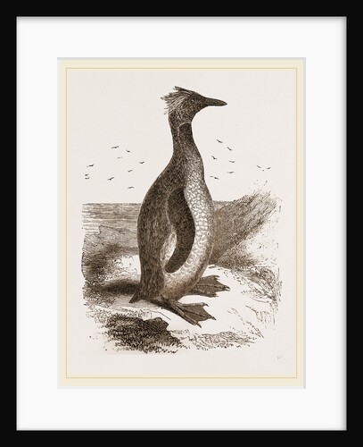 Crested Penguin by Anonymous