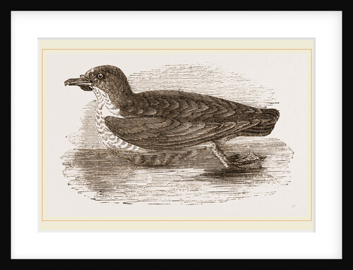 Grebe Petrel by Anonymous