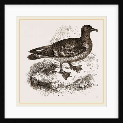 Pintado Petrel by Anonymous