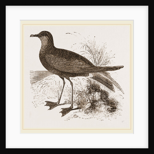 Wilson's Petrel by Anonymous