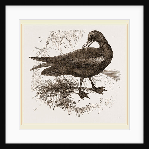 Black Petrel by Anonymous