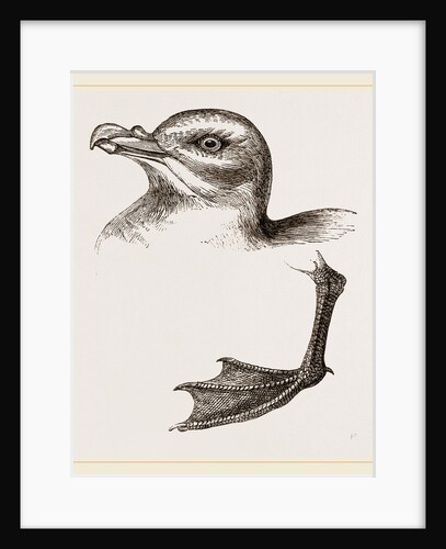 Head and Foot of Fulmar by Anonymous