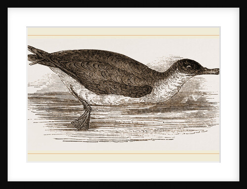 Manks Shearwater by Anonymous