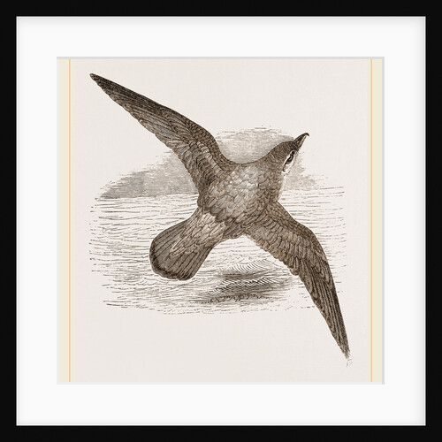 Blue Petrel by Anonymous