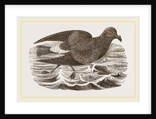 Stormy Petrel by Anonymous