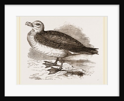Fulmar Petrel by Anonymous