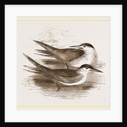 Common Terns by Anonymous