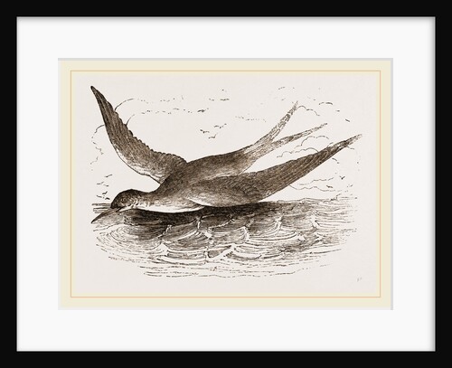 Common Tern by Anonymous